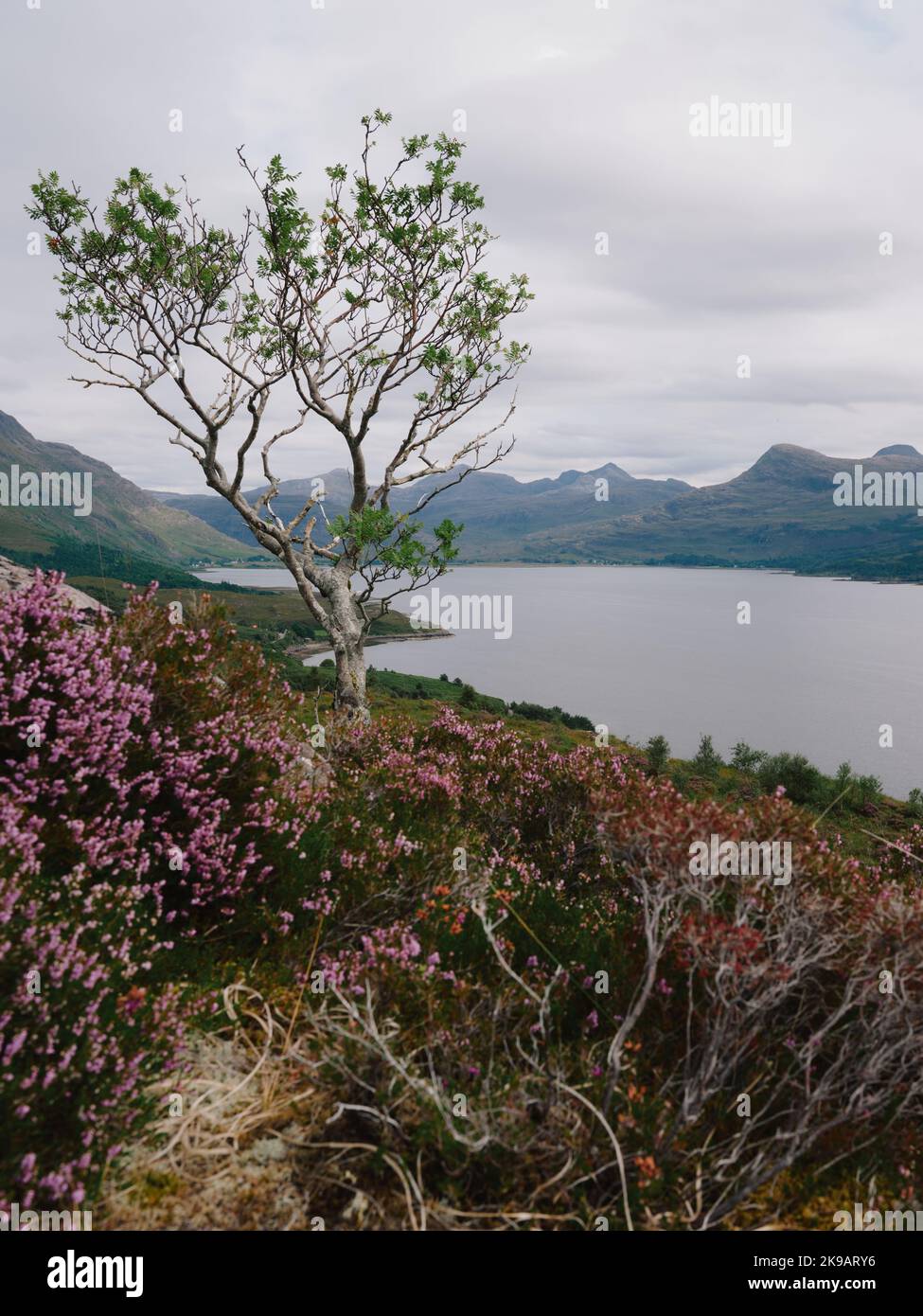tree and heather in the remote scottish mountain landscape of Upper Loch Torridon, Wester Ross, Scotland UK Stock Photo