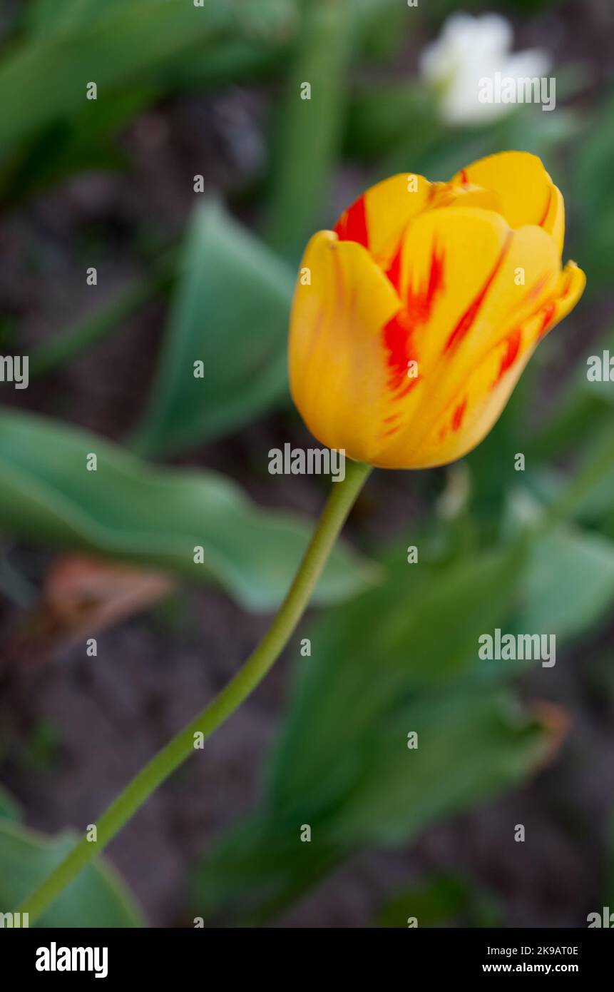 Close up of yellow tulip over green grass background Stock Photo - Alamy