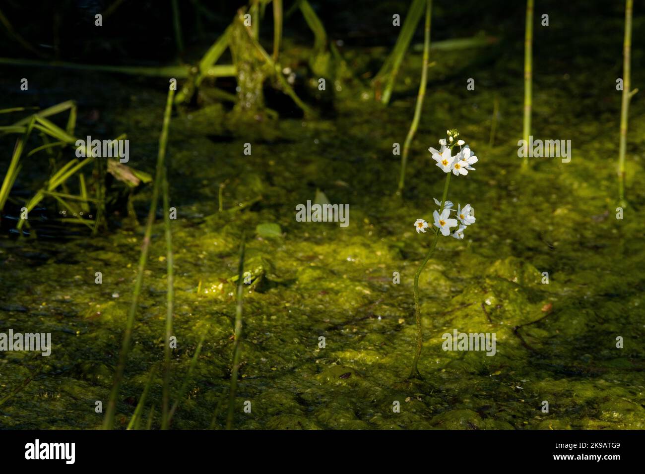 An aquatic plant Batrachium growing in a river in Estonia, Northern Europe Stock Photo