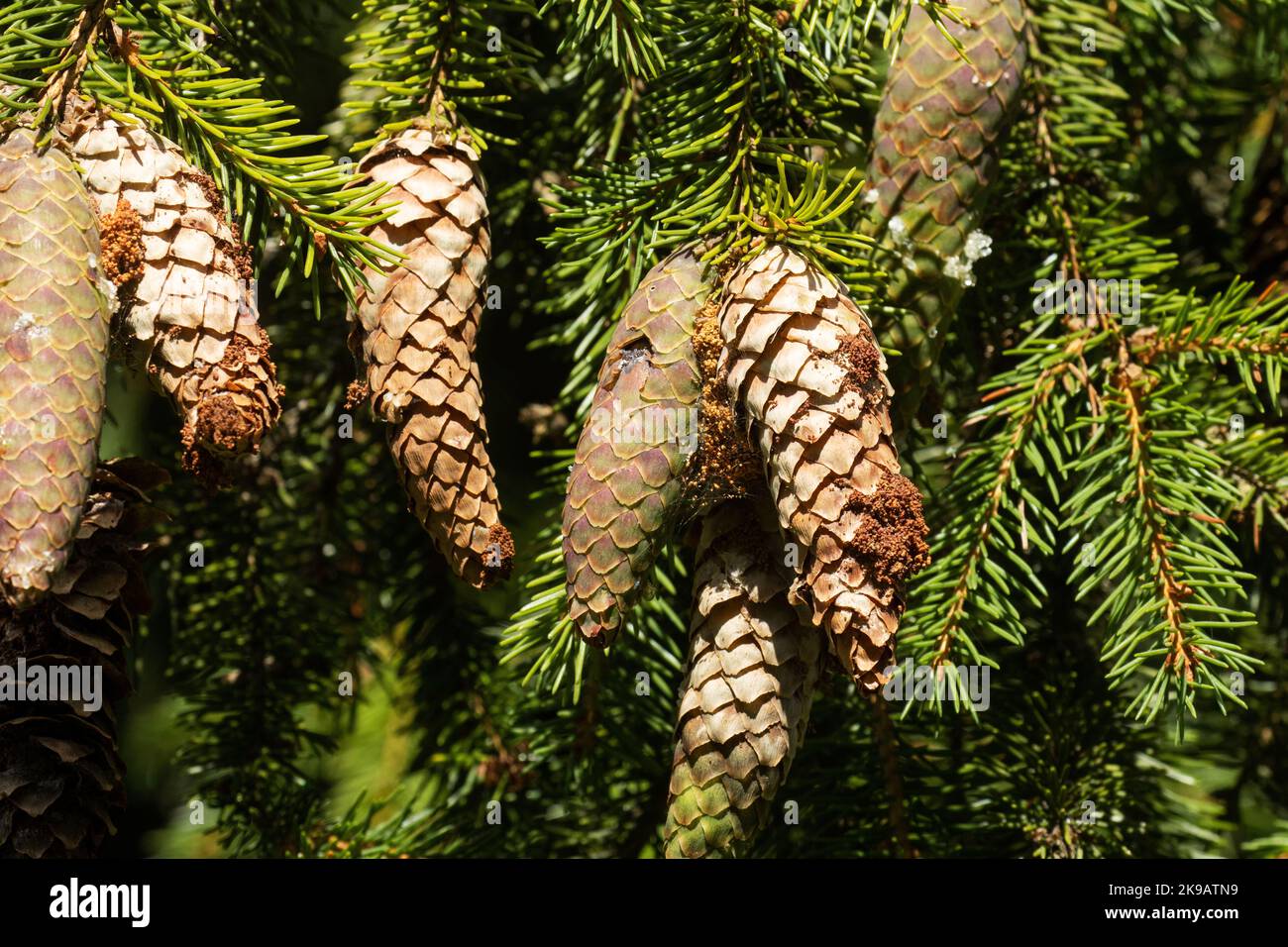 Spruce cones damaged by Dioryctria abietella moth caterpillars. Shot in Estonia, Northern Europe. Stock Photo