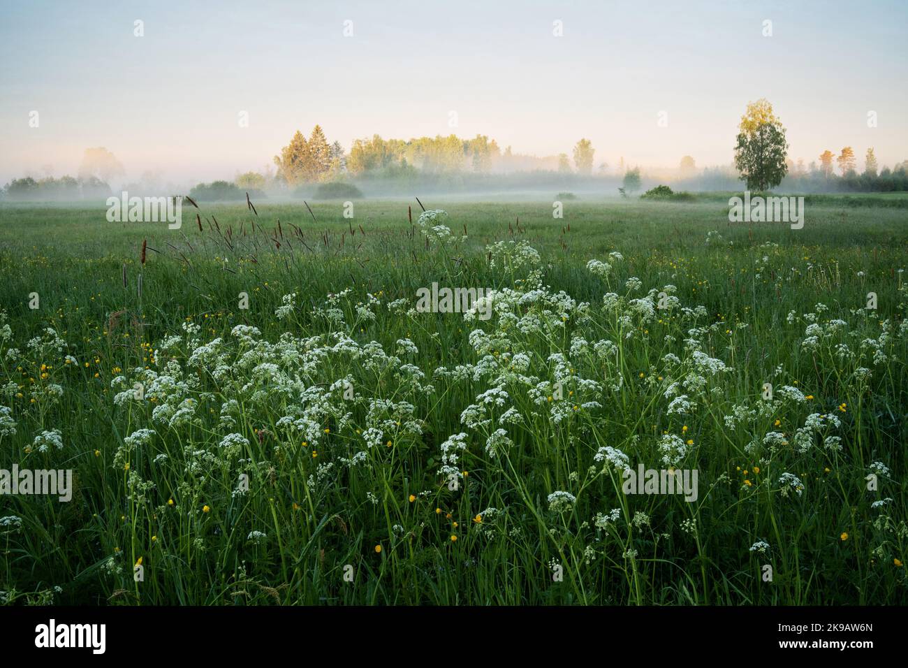 A view to a morning meadow with flowering Cow parsley in the foreground. Shot in Estonia, Northern Europe. Stock Photo