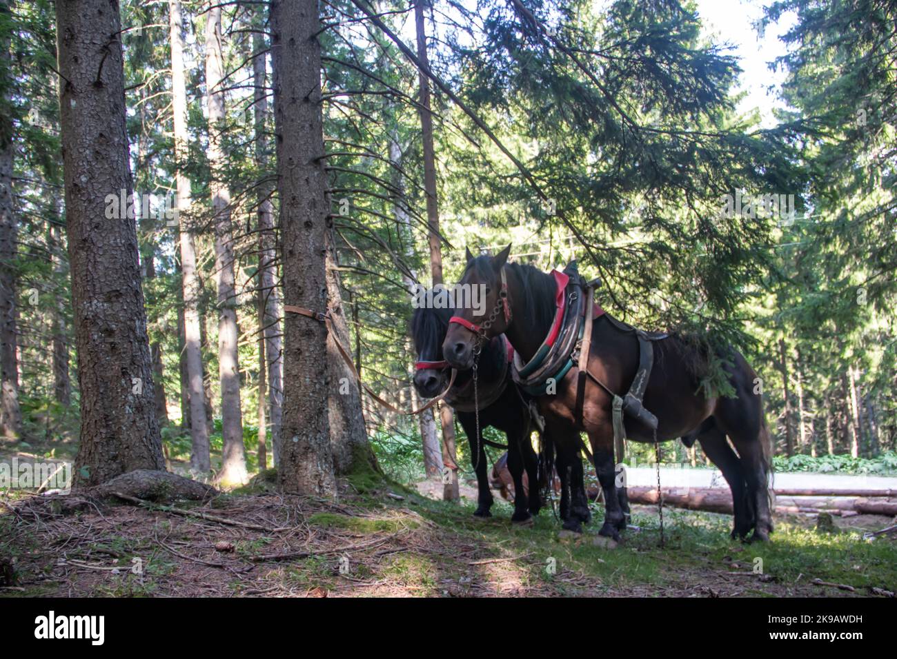 Domestic horses from farm at country side having rest after pulling freshly cut logs and timber from forest to local timber factory for production Stock Photo