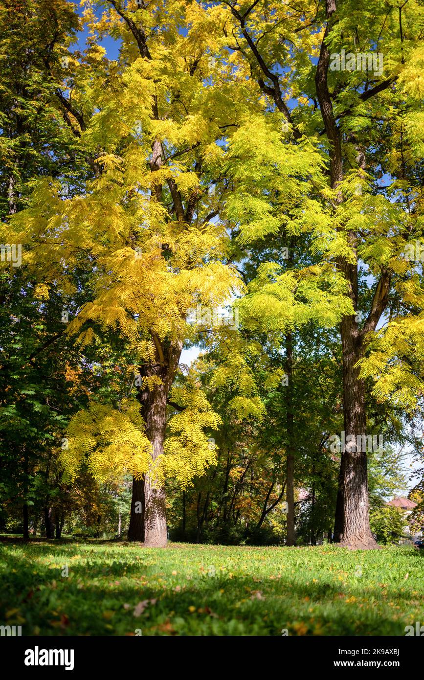 Leaves green sunny trees hi-res stock photography and images - Alamy