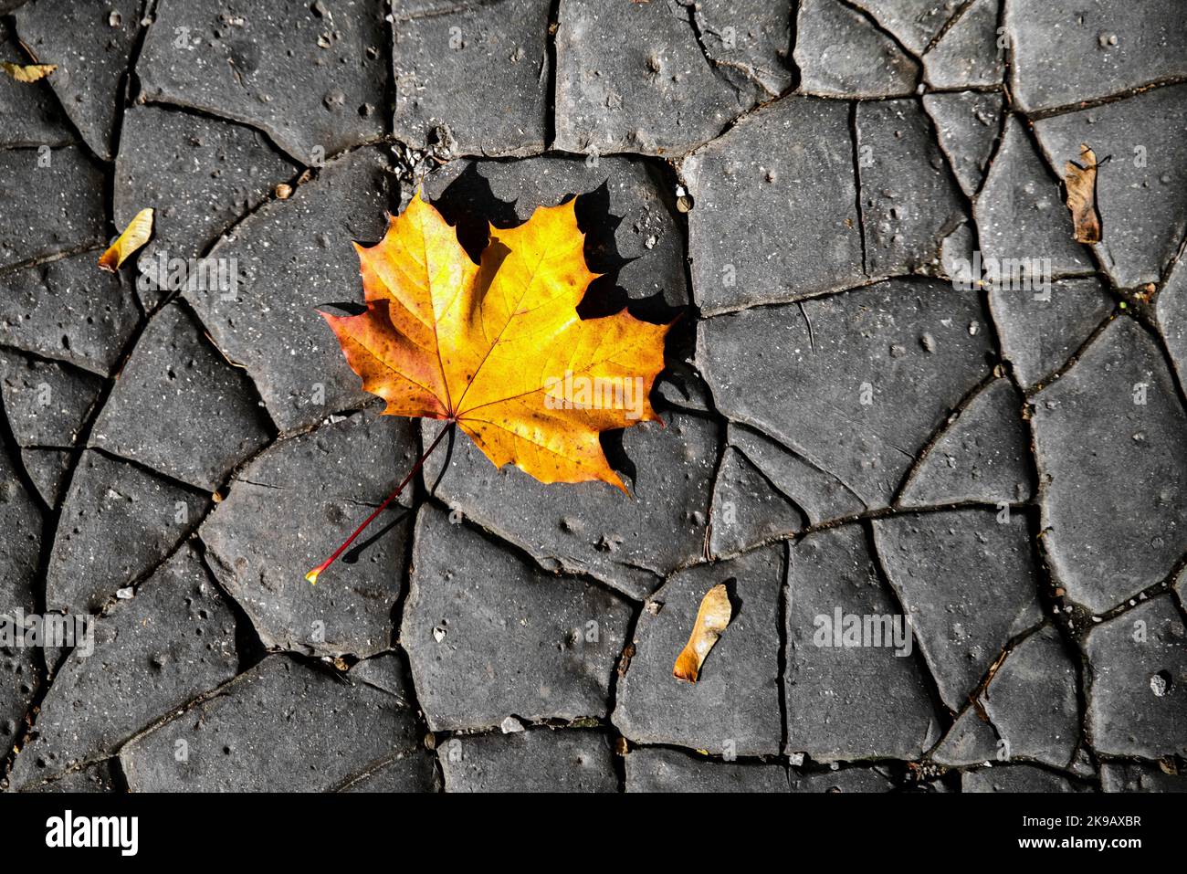 Yellow maple leaf on cracked road. Stock Photo