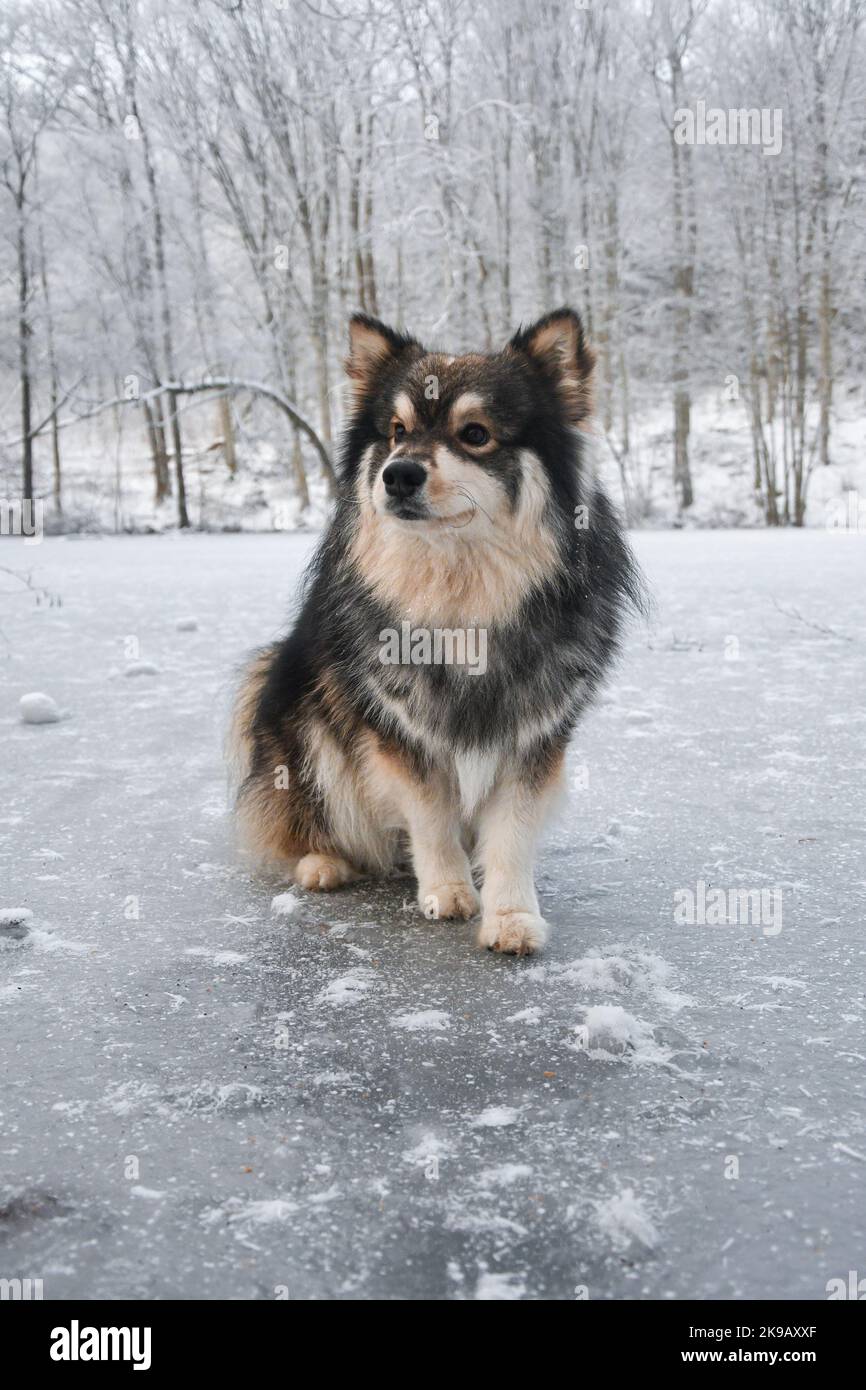 Portrait of Finnish Lapphund dog sitting on ice in winter Stock Photo ...