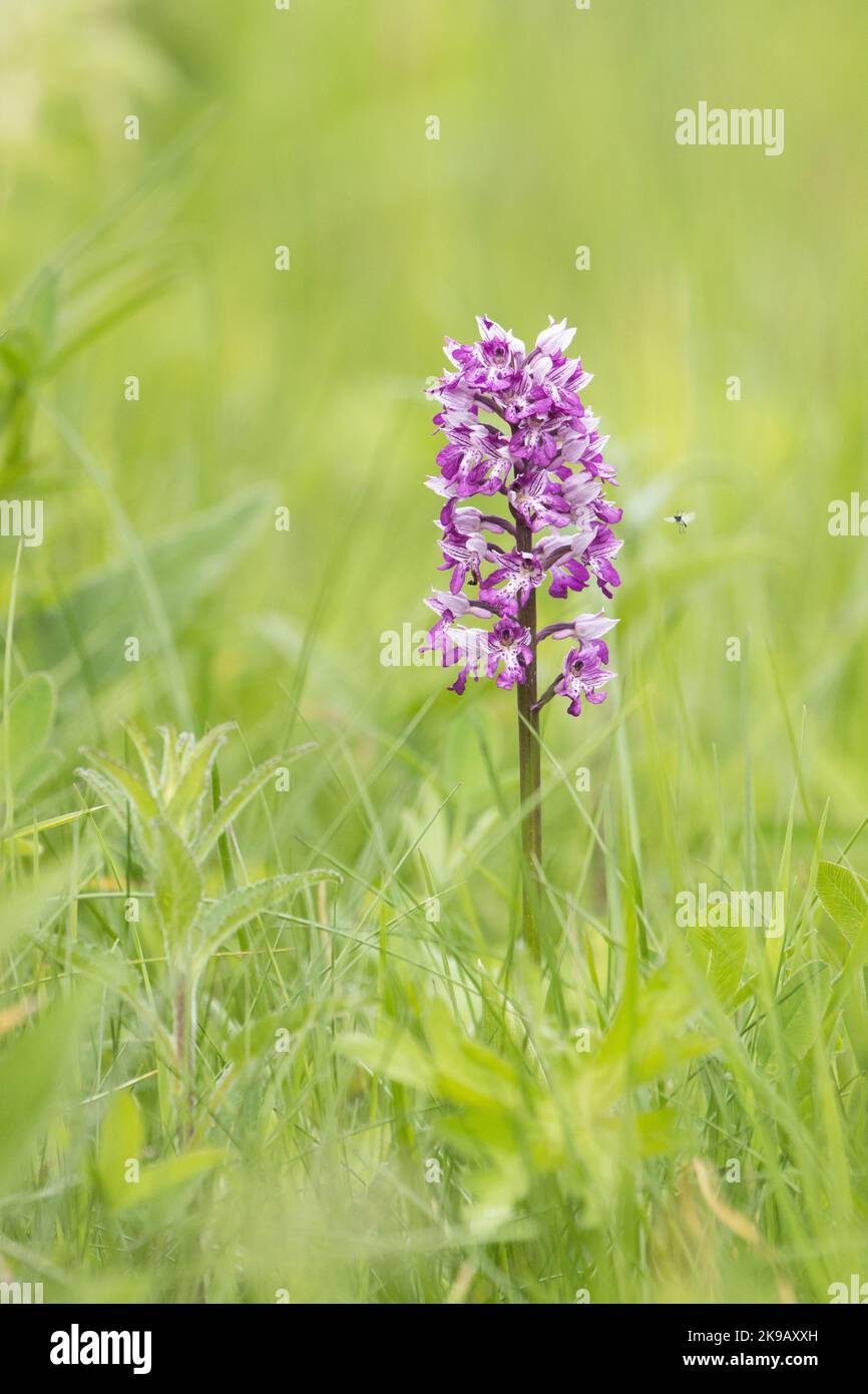 Close-up of a beautiful Military orchid, Orchis militaris blooming on a lush meadow in Estonia Stock Photo