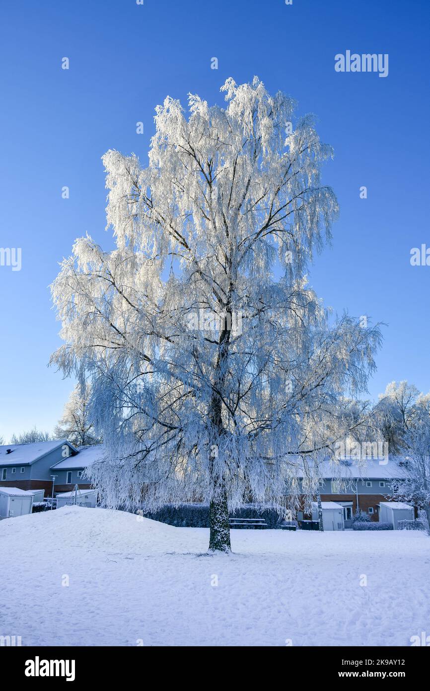 New forest fir tree tall hi-res stock photography and images - Alamy