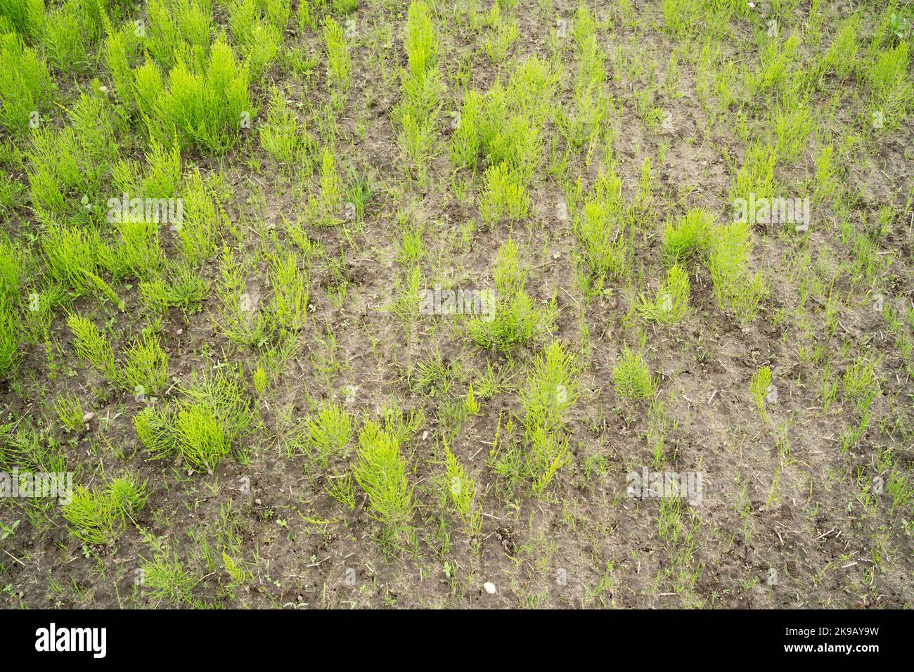 A large group of Field horsetail, Equisetum arvense growing on an agricultural field in Estonia, Northern Europe Stock Photo