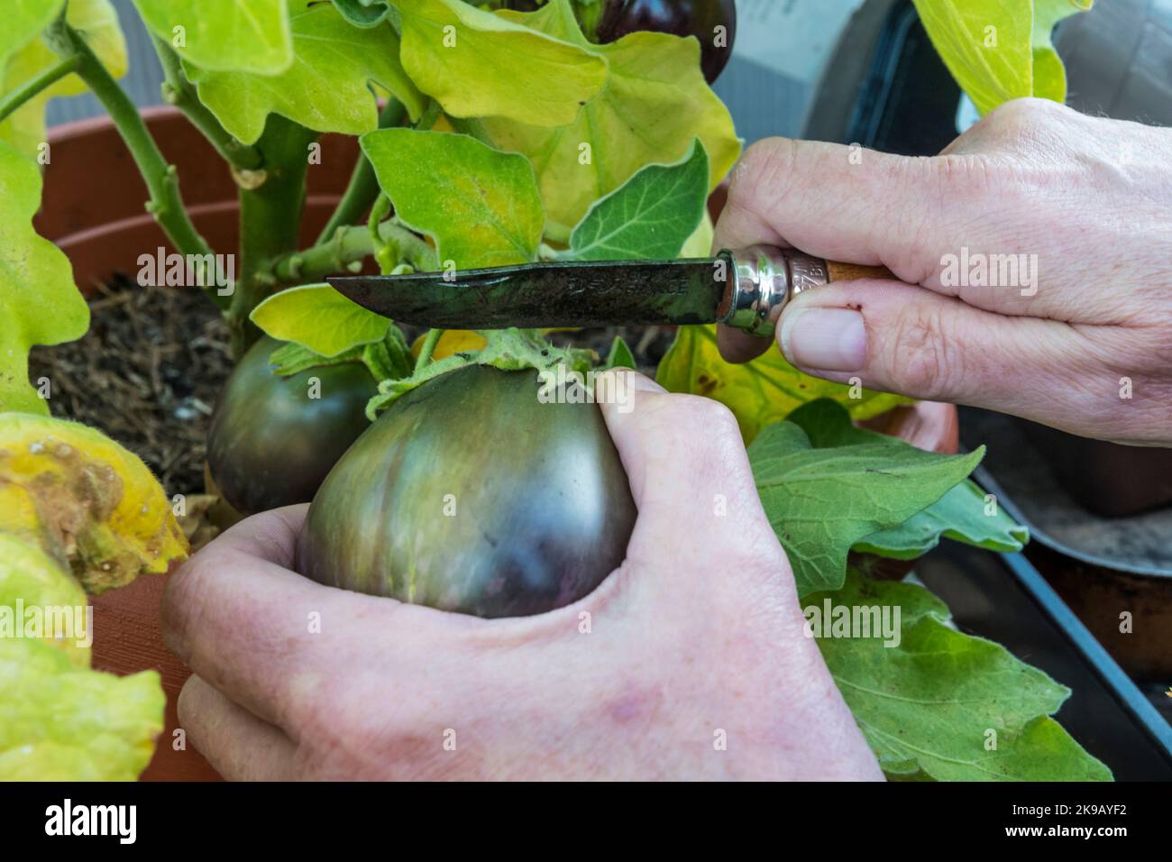 Woman harvesting a homegrown aubergine, Solanum melongena. Stock Photo