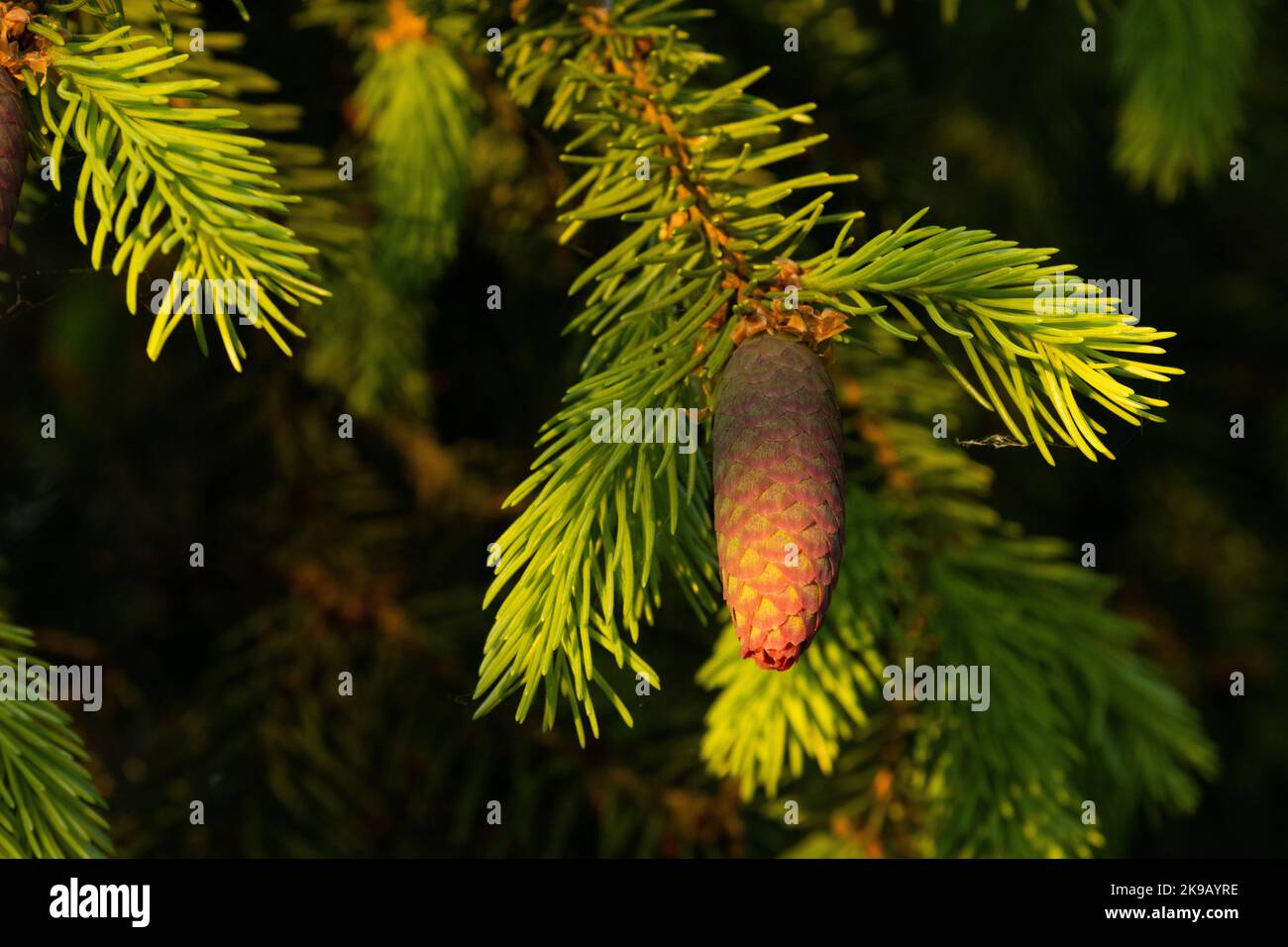 Fresh Spruce cone on a spring evening in Estonian boreal forest Stock Photo