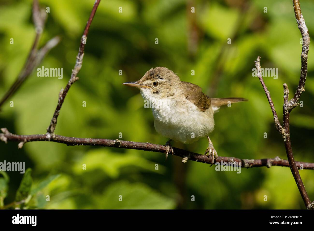 European songbird the Blyth's reed warbler perched in a sunny Estonian garden during breeding season Stock Photo