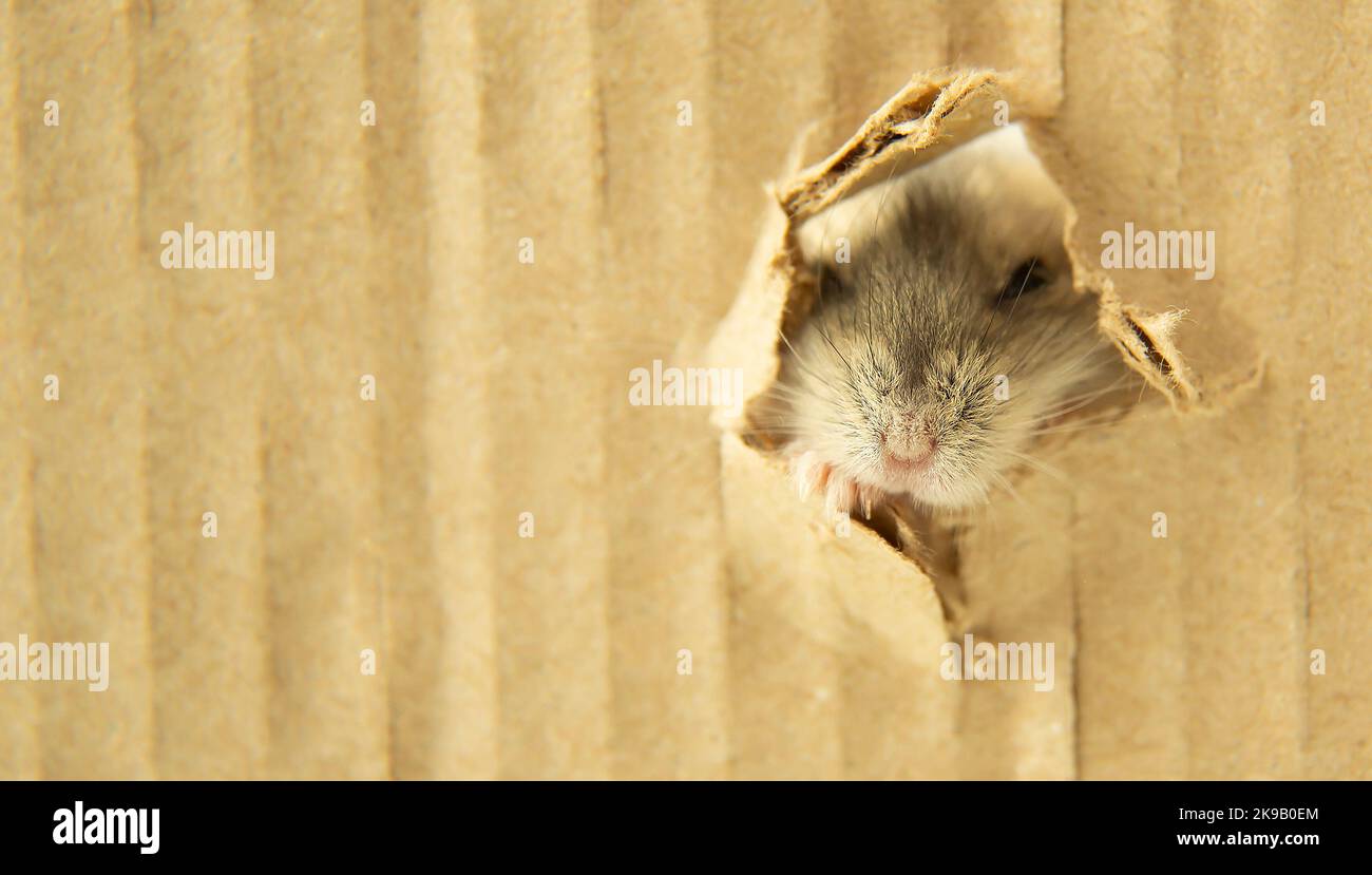 The muzzle of a small hamster peeks out of a cardboard hole. The muzzle of a gray mouse in a paper hole. Eyes, nose, mustache of a rodent. Close-up. Copy space. Stock Photo