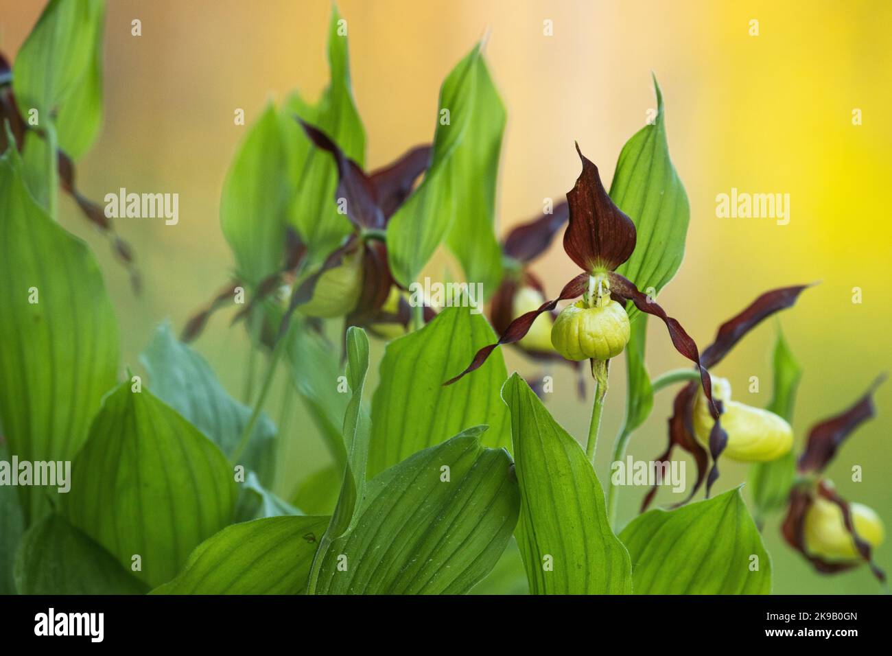 Blooming Lady's-slipper orchid in Estonian boreal forest during an early summer morning Stock Photo