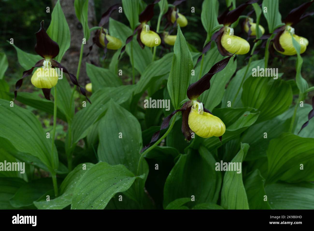 Blooming Lady's-slipper orchid in Estonian boreal forest during an early summer morning Stock Photo