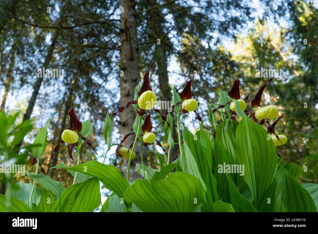 Blooming Lady's-slipper orchid in Estonian boreal forest during an early summer morning, shot from below Stock Photo