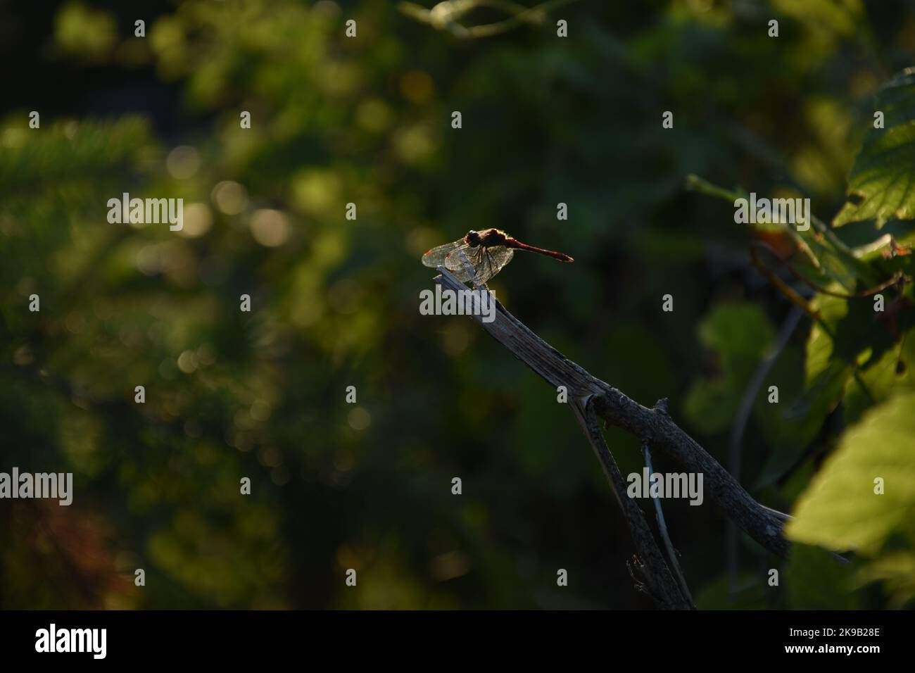 common dragonfly resting on stick Stock Photo - Alamy