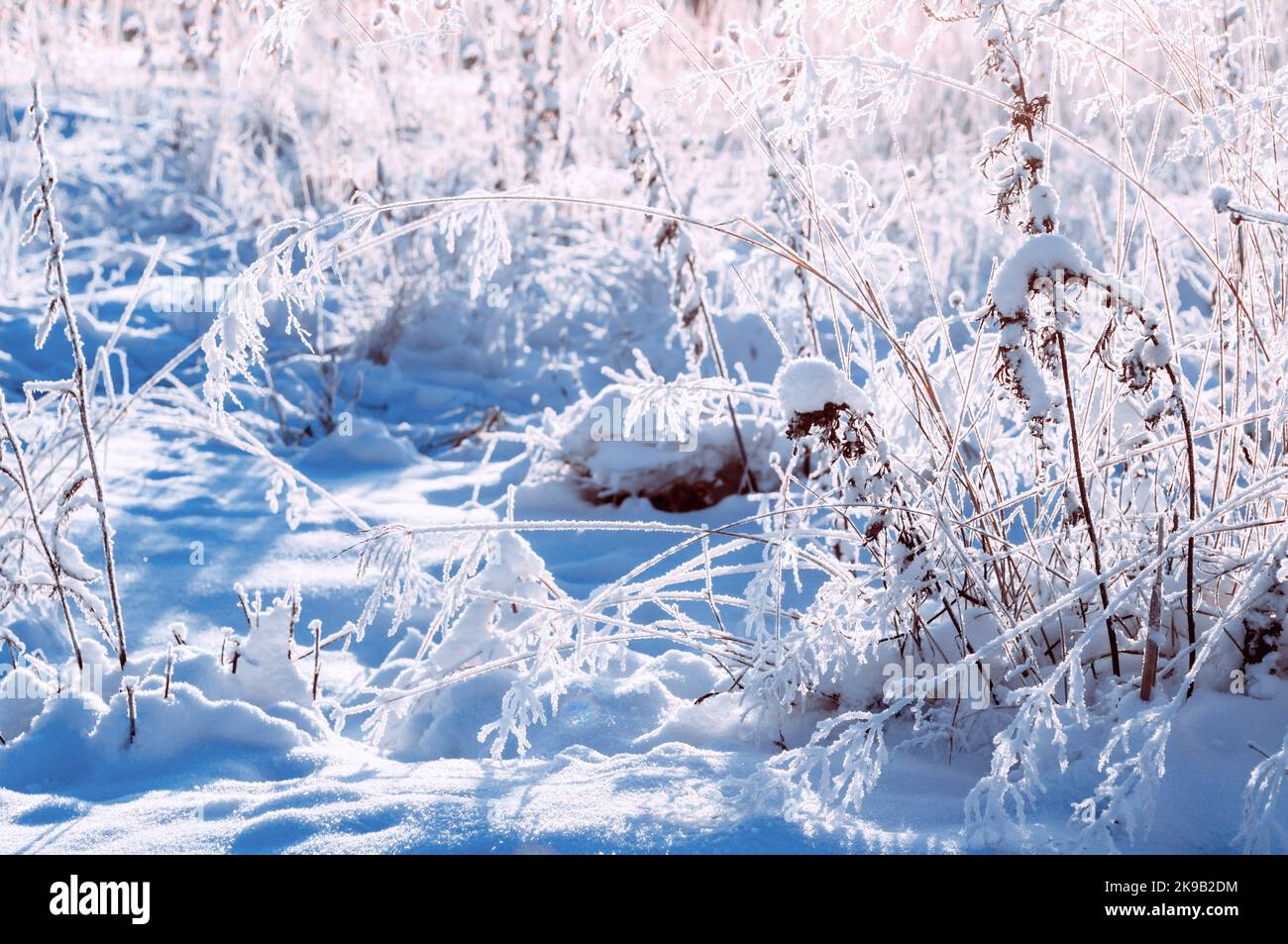 Winter landscape, fiels plants covered with winter frost on the cold meadow, winter field landscape, snowy winter plants at sunset Stock Photo