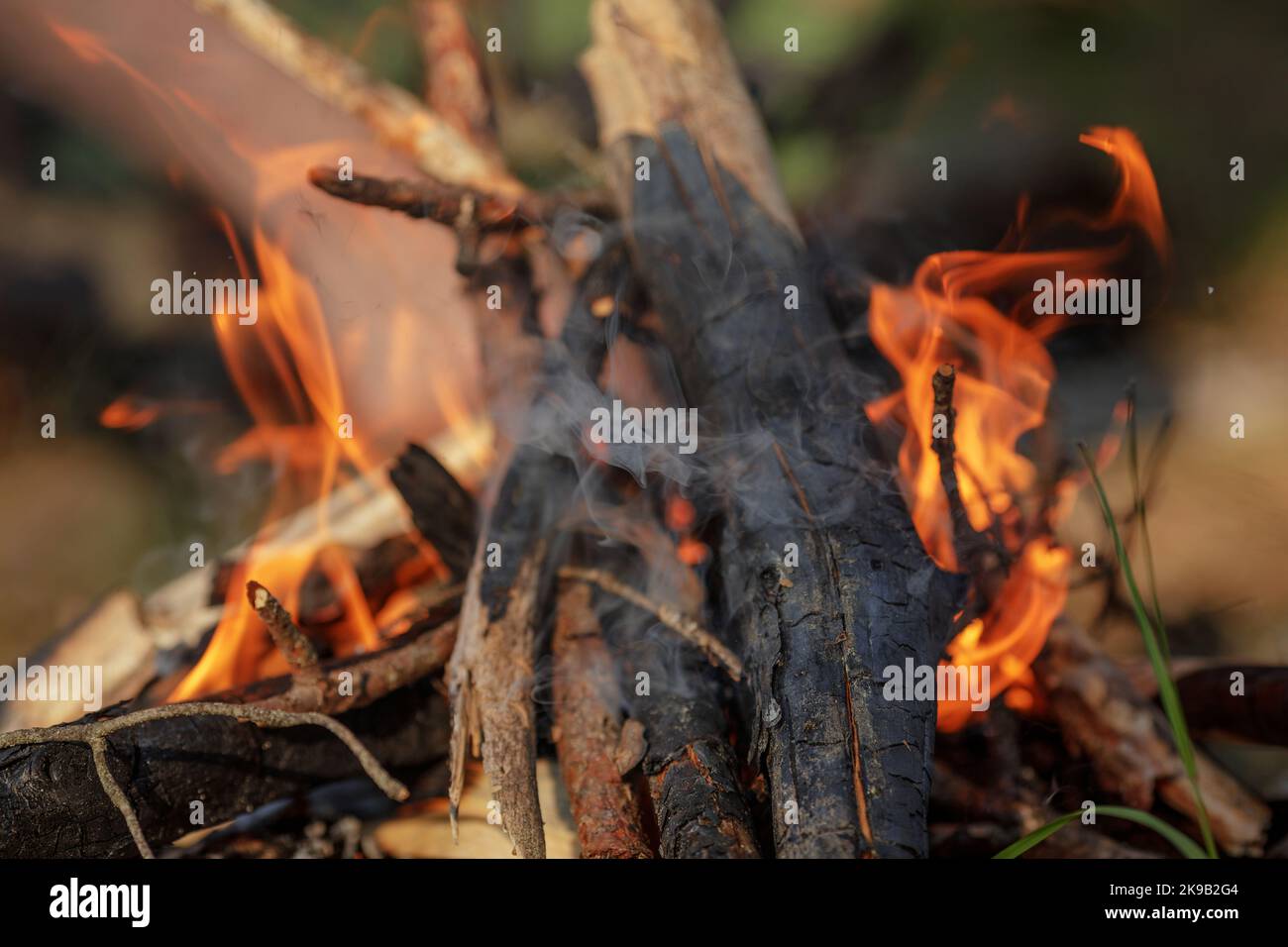 Close up of burning timber bonfire in summer forest. The concept of ...