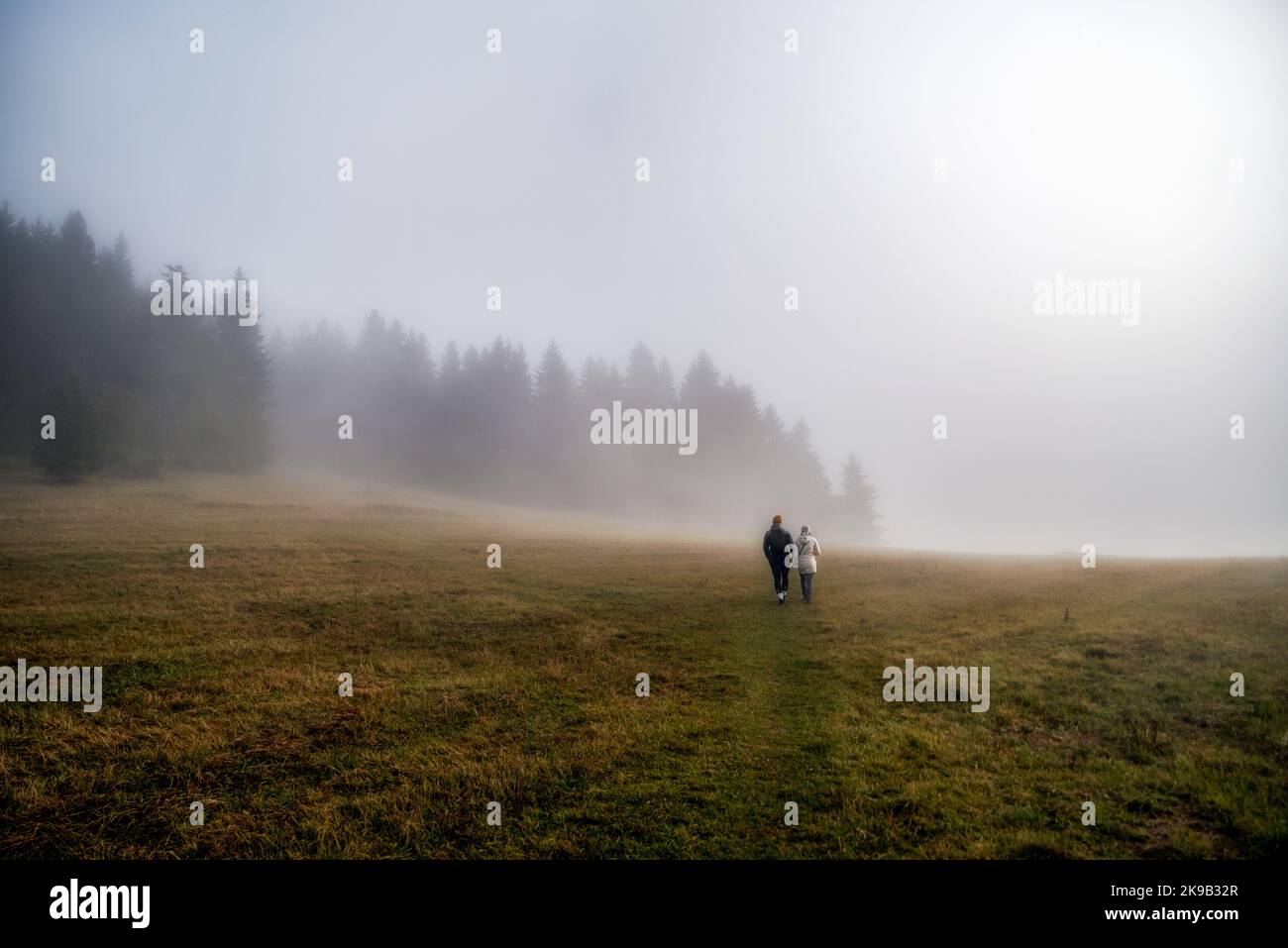 Misty landscape fir forest hi-res stock photography and images - Alamy