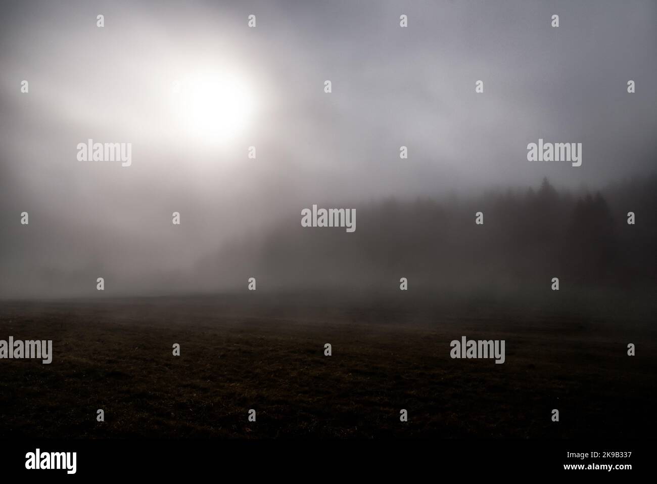 Dark moody coniferous forest hi-res stock photography and images - Alamy