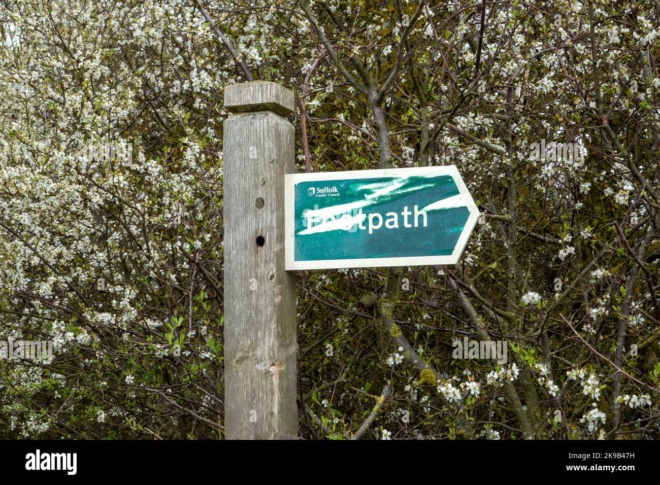 Directional arrow footpath sign heavily scratched pointing to the right mounted on a wooden post with a tree in blossom in the background Stock Photo