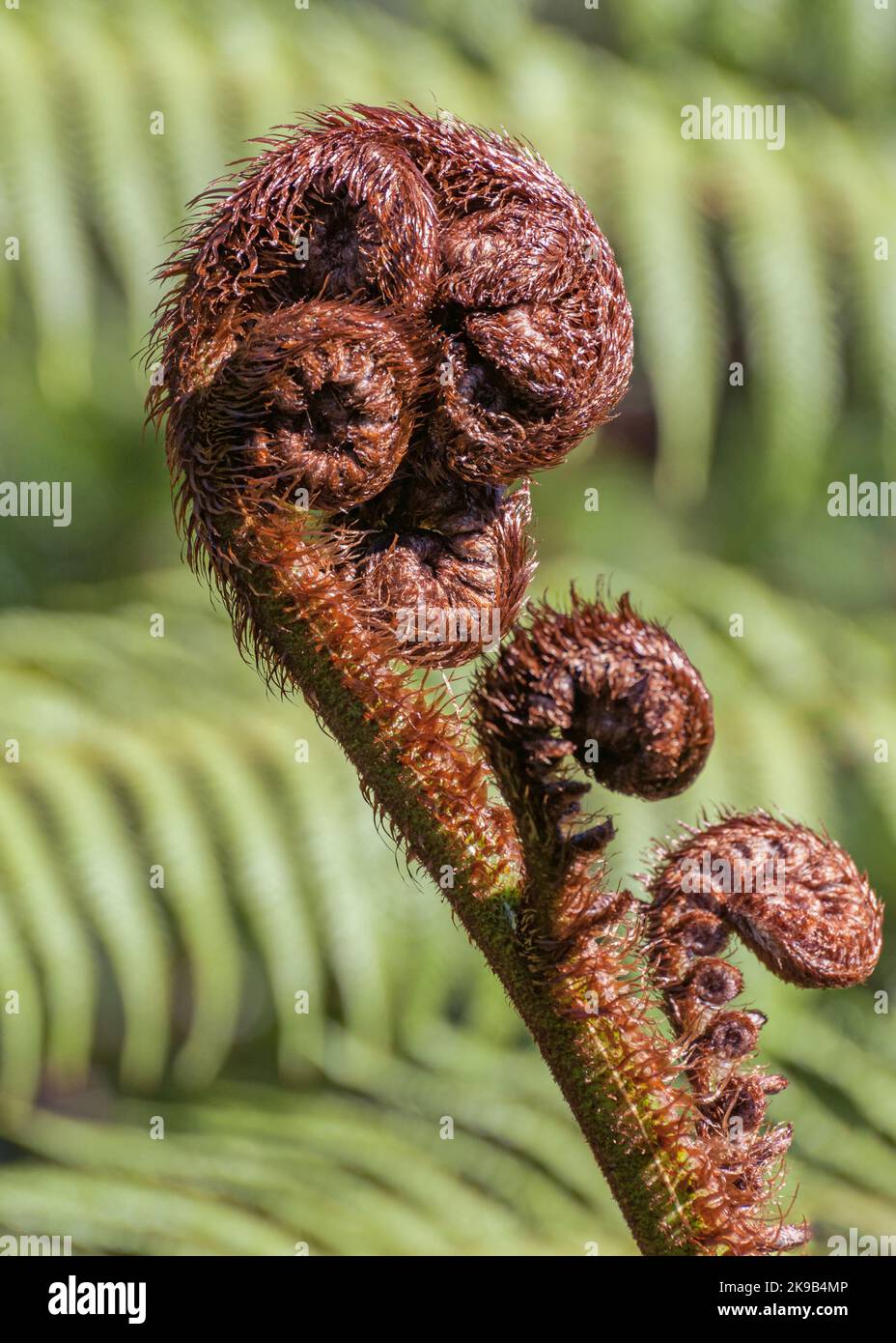 Close up of a koru, the unfurling leaf of a ponga, the New Zealand silver fern and the Maori symbol of new life, growth, strength and peace. Stock Photo