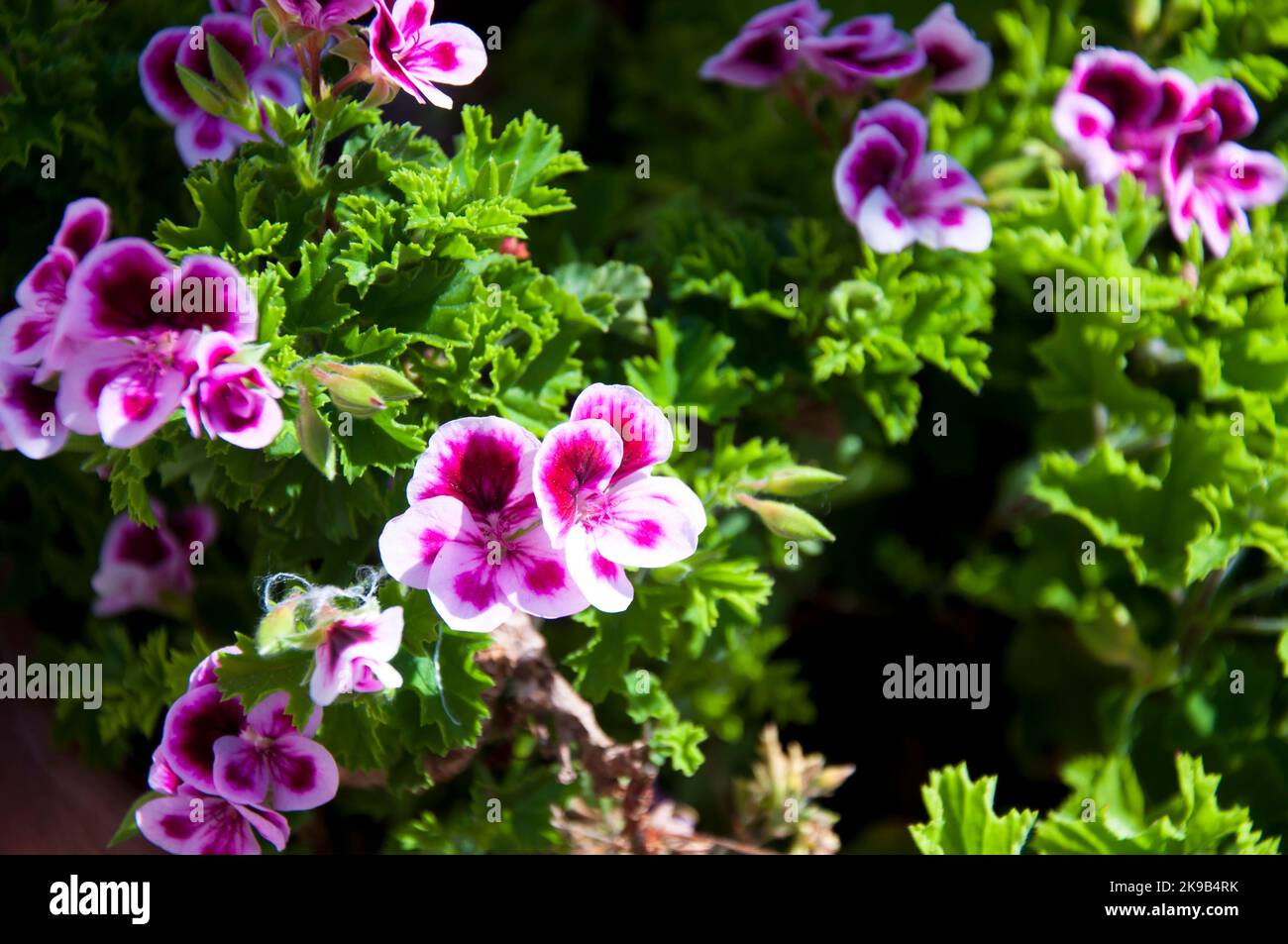 Pelargonium grandiflorum, Geranio en flor en primavera Stock Photo - Alamy