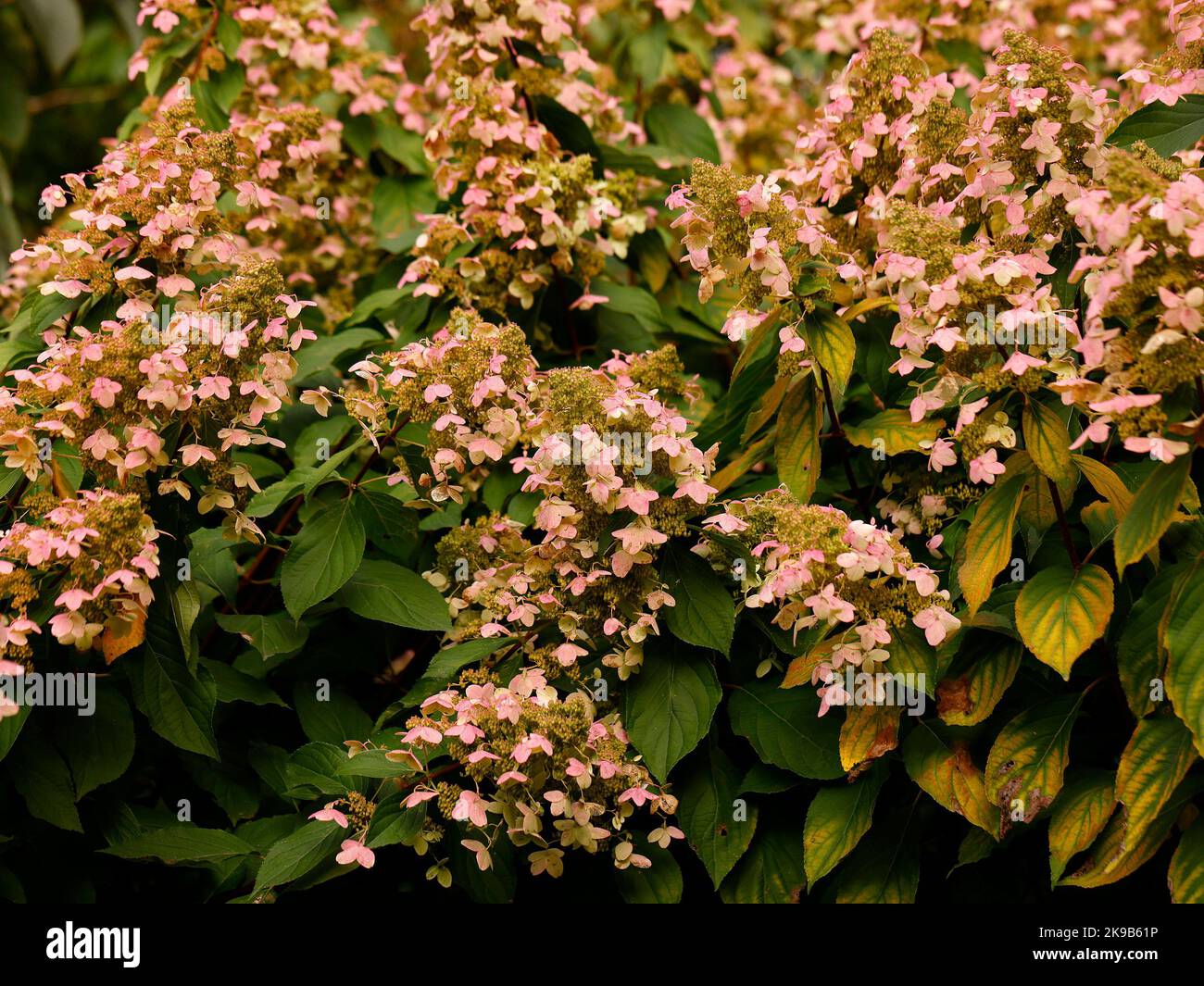 Close up of the flower head of the deciduous perennial garden plant Hydrangea paniculata Last Post seen in autumn. Stock Photo