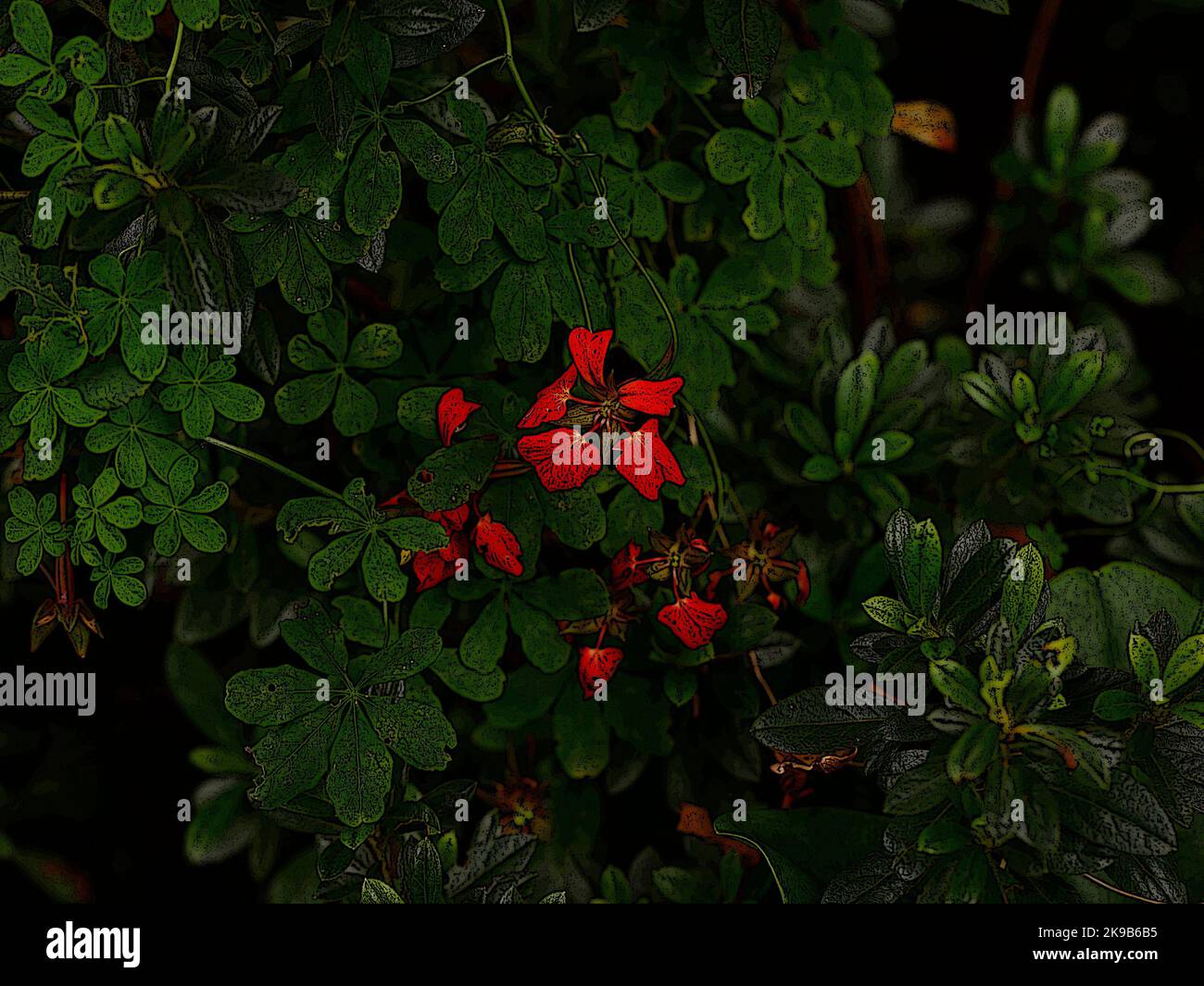 Illustration of the scarlet flowers of the deciduous herbaceous perennial garden climber Tropaeolum speciosum. Stock Photo