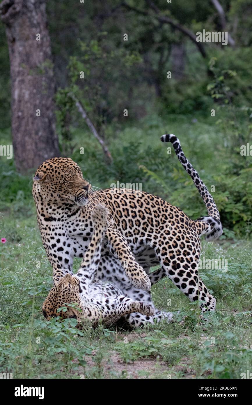 Leopard photographed on a safari in South Africa Stock Photo