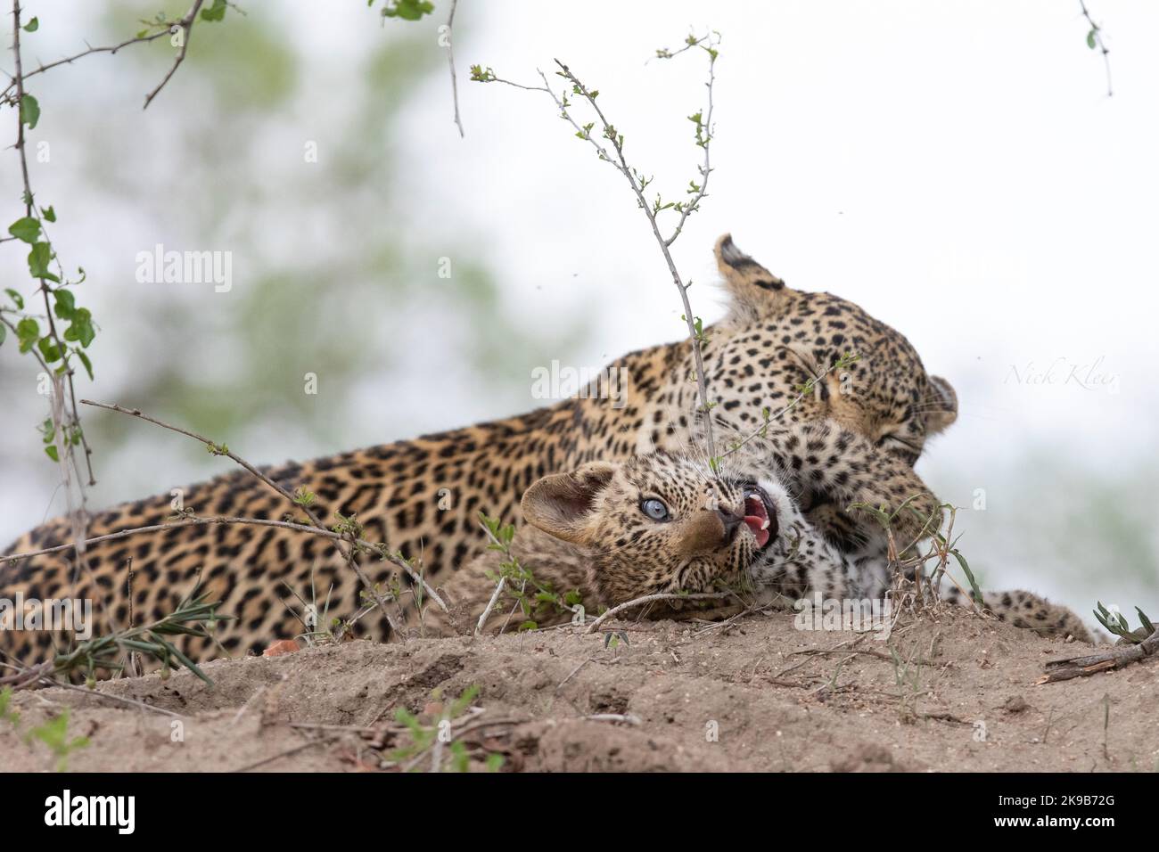 Leopard photographed on a safari in South Africa Stock Photo