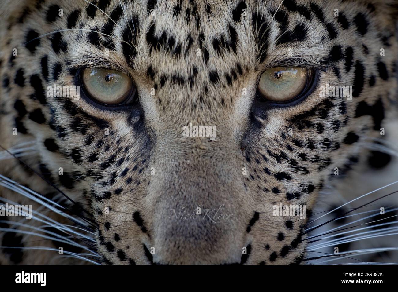 Close up photo of a leopard, photographed on a safari in South Africa Stock Photo