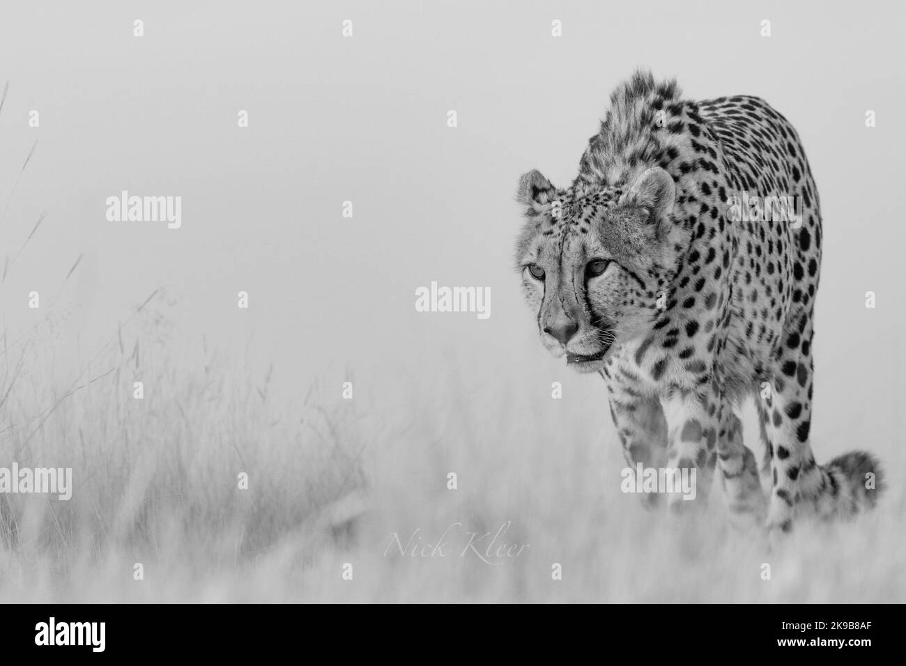 A cheetah on a hunt Stock Photo