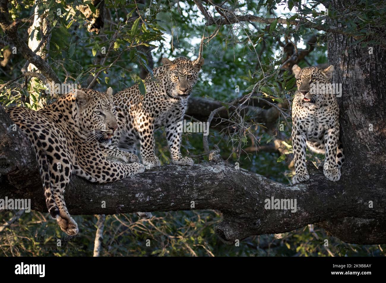 Three leopards sitting in a tree, photographed on a safari in South Africa Stock Photo