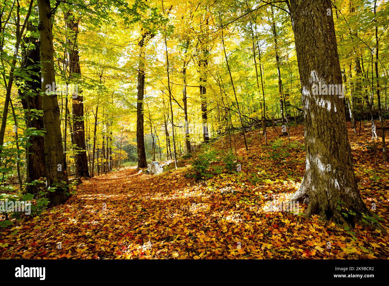 Beautiful forest with colorful autumn leaves in national park in Canada Stock Photo