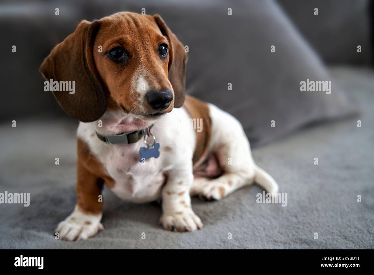 Photograph of a puppy miniature Piebald Dachshund dog sitting on sofa Stock Photo