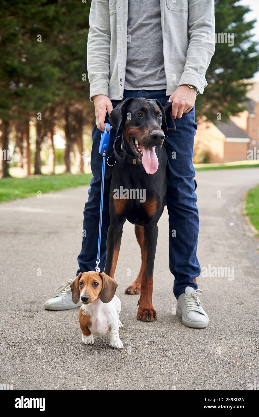 5 Facts About Miniature Pinschers | Greenfield Puppies, image size:866x1390