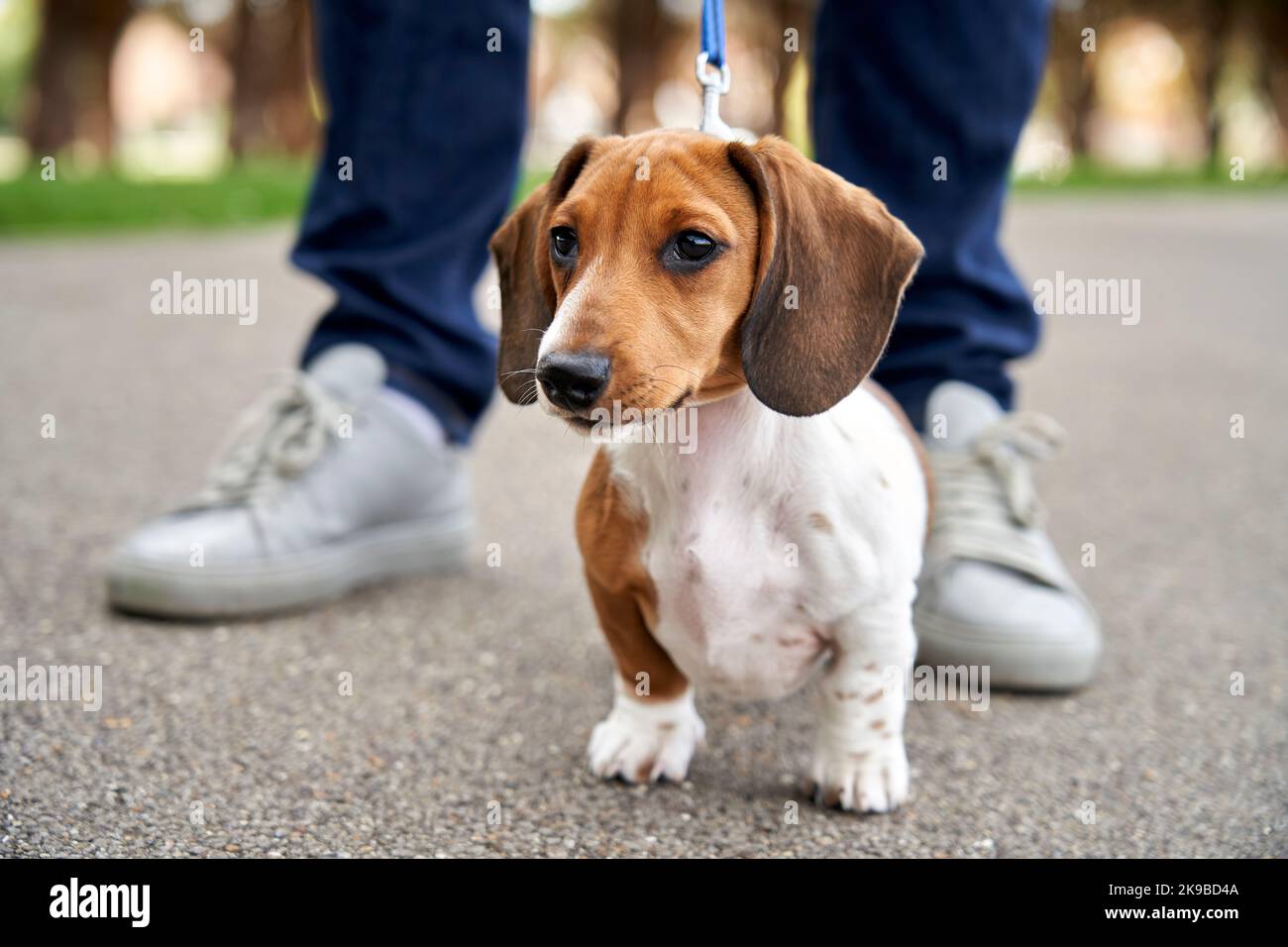 Miniature Dachshund puppy standing between owners legs while on a walk