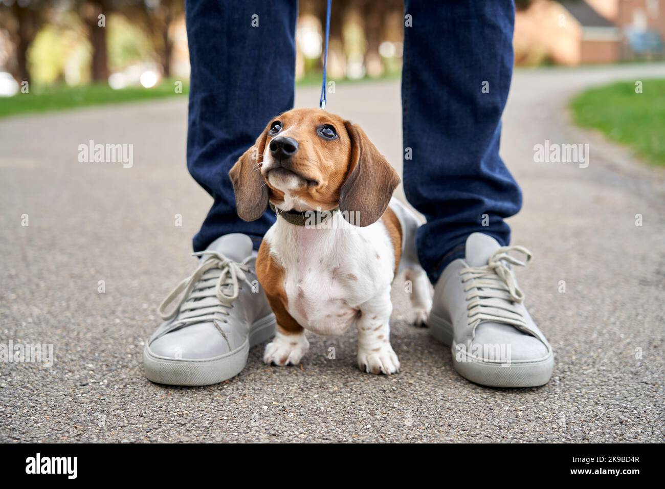 Miniature Dachshund puppy standing between owners legs while on a walk Stock Photo