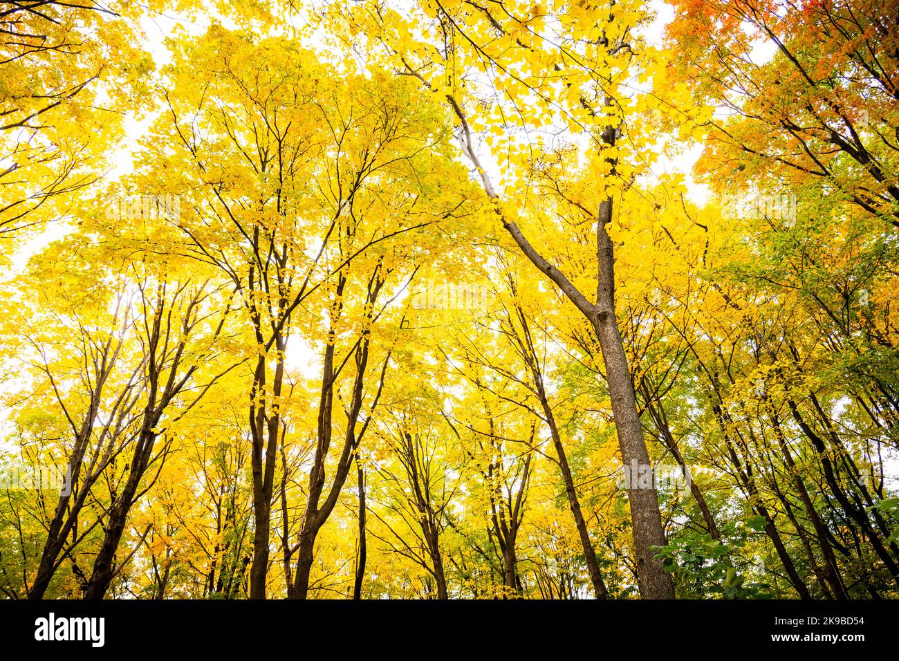 Beautiful forest with colorful autumn leaves in national park in Canada Stock Photo
