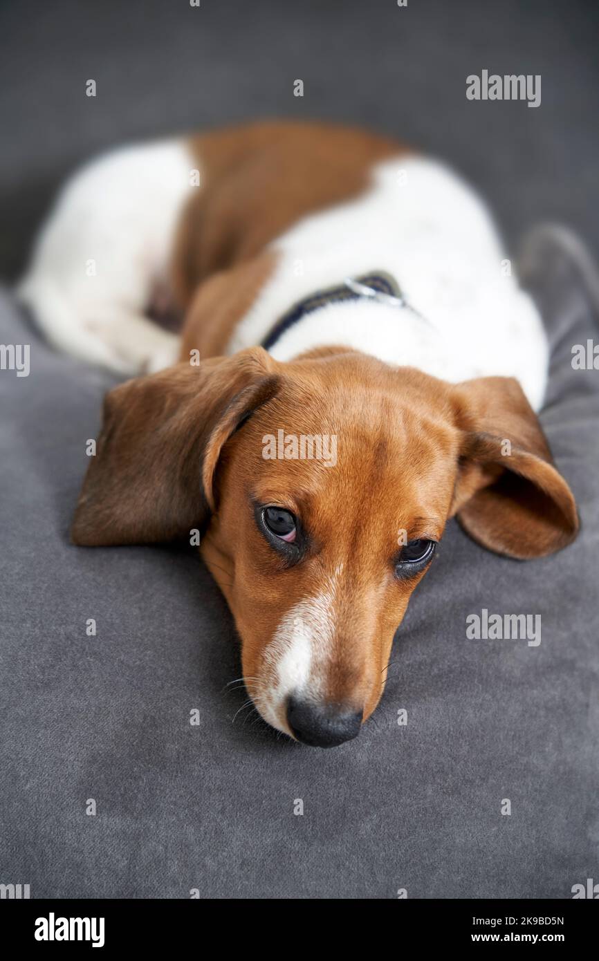 What Does Piebald Mean In Dogs