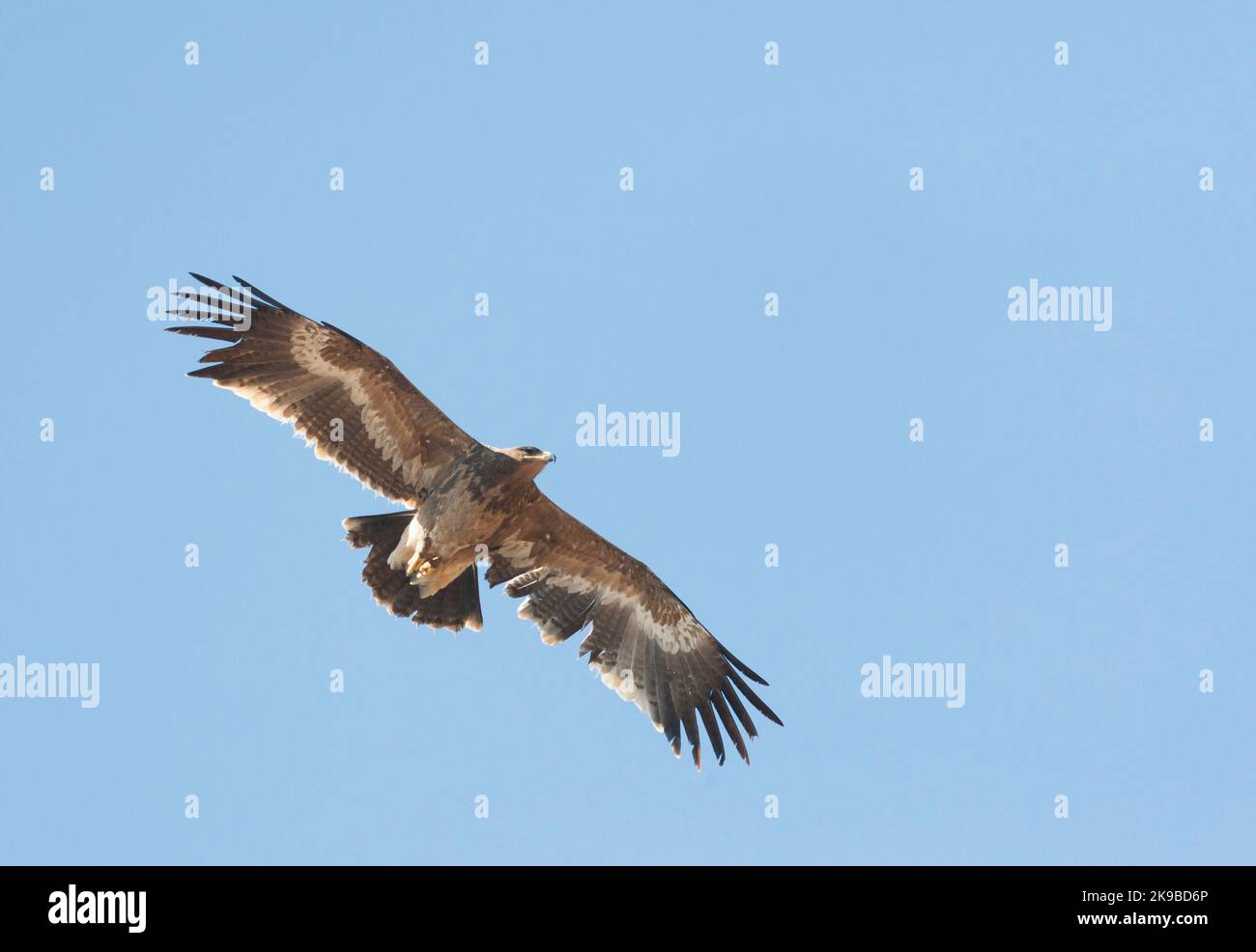 Steppe Eagle (Aquila nipalensis) in flight over Asian garbage dump. Showing darker head against paler (bleached) body, 2nd year (or early 3rd year) bi Stock Photo