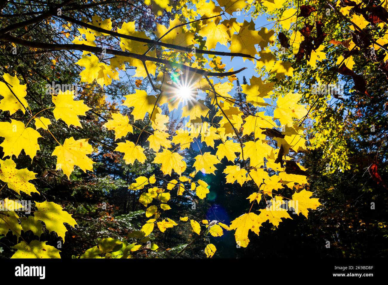 Colorful autumn foliage with sunrays shining through the leaves Stock Photo