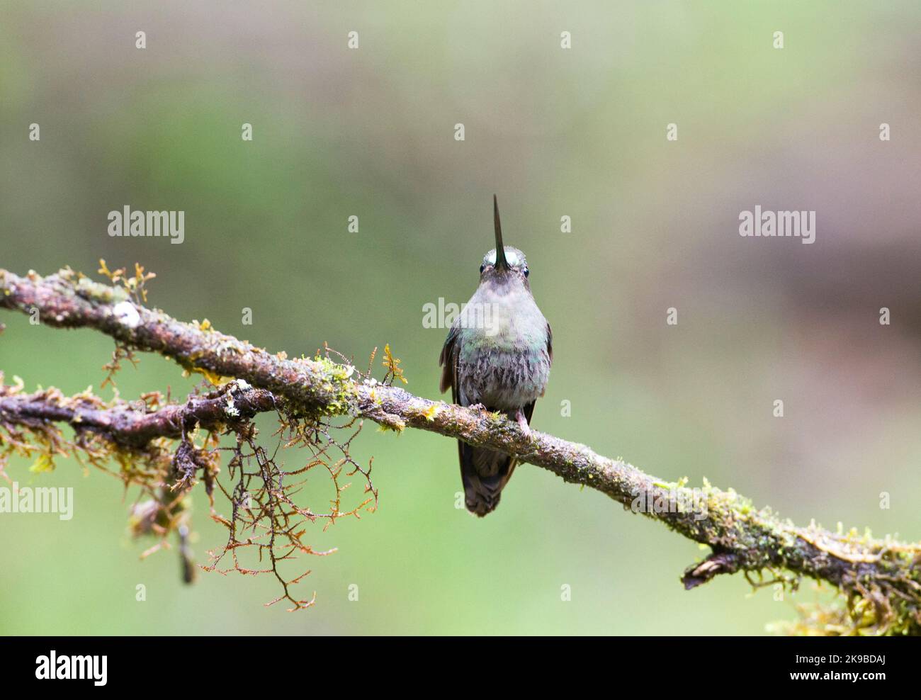 Green-fronted Lancebill (Doryfera ludovicae) perched on mossy branch in Ecuador. Stock Photo
