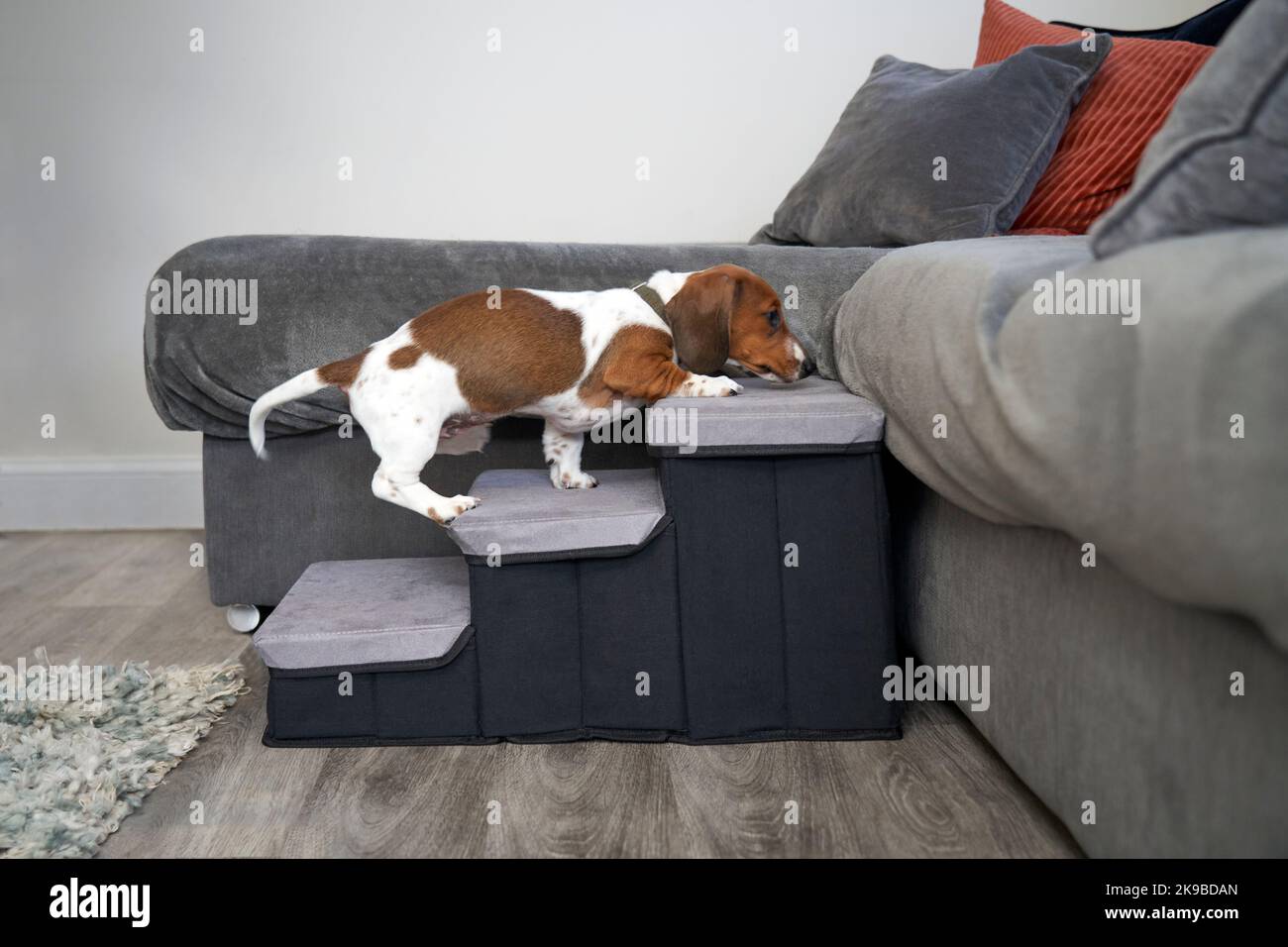Miniature Dachshund puppy dog using steps to climb up to sofa in a