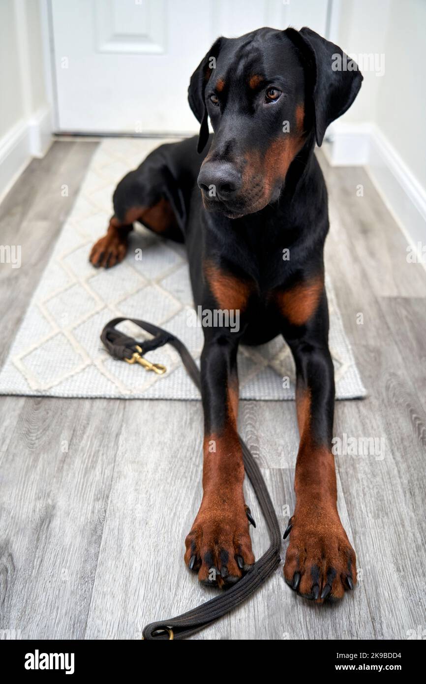 Photograph of a puppy Doberman Pinscher dog sitting on floor with lead by front door waiting to be taken on walk Stock Photo
