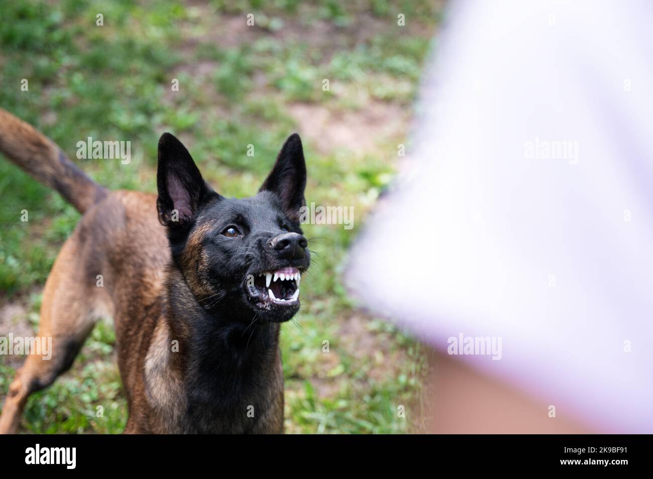 Belgian malinois shepherd dog growling and threatening showing her teeth in anger. Stock Photo