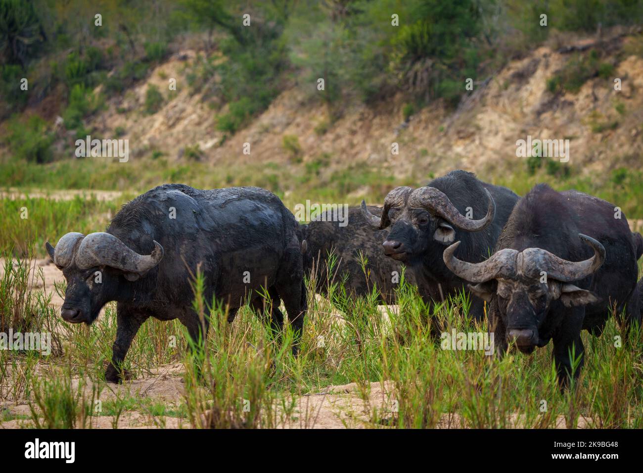 Cape buffalo or African buffalo (Syncerus caffer caffer). Mpumalanga ...