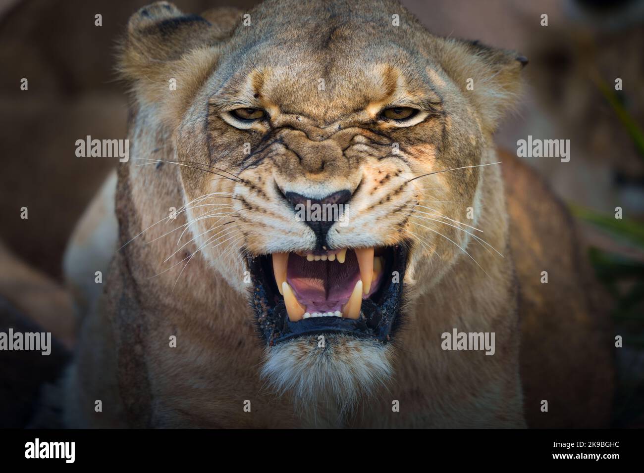Lion (Panthera leo) snarling. Mpumalanga. South Africa. Stock Photo
