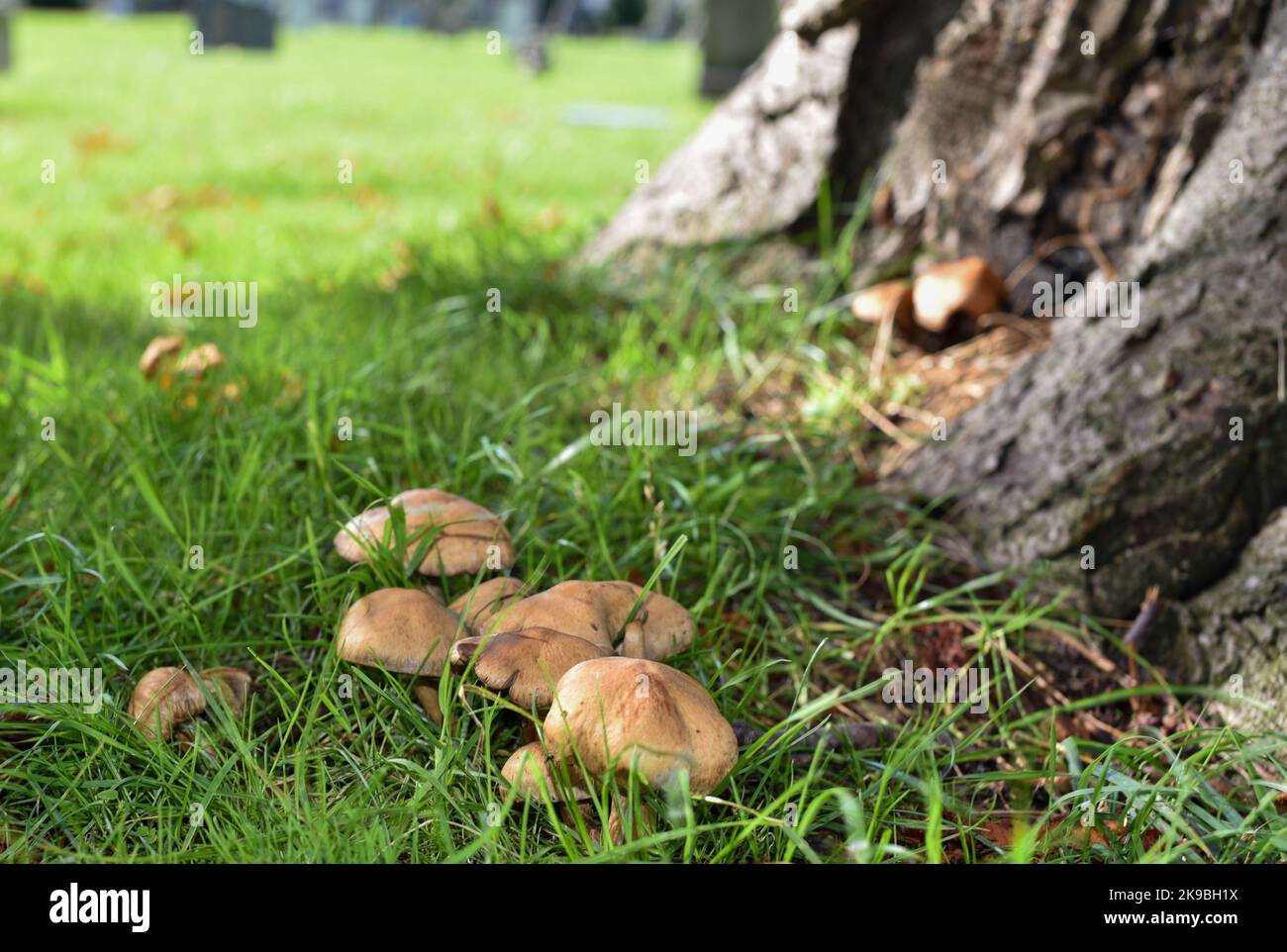 Bunch of wild clustered dome cap mushrooms growing amongst green grass Stock Photo
